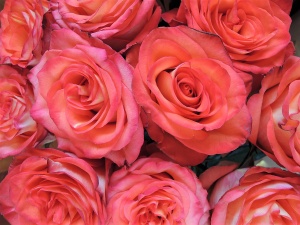 Поздравляем победителей и призёров конкурса переводов!